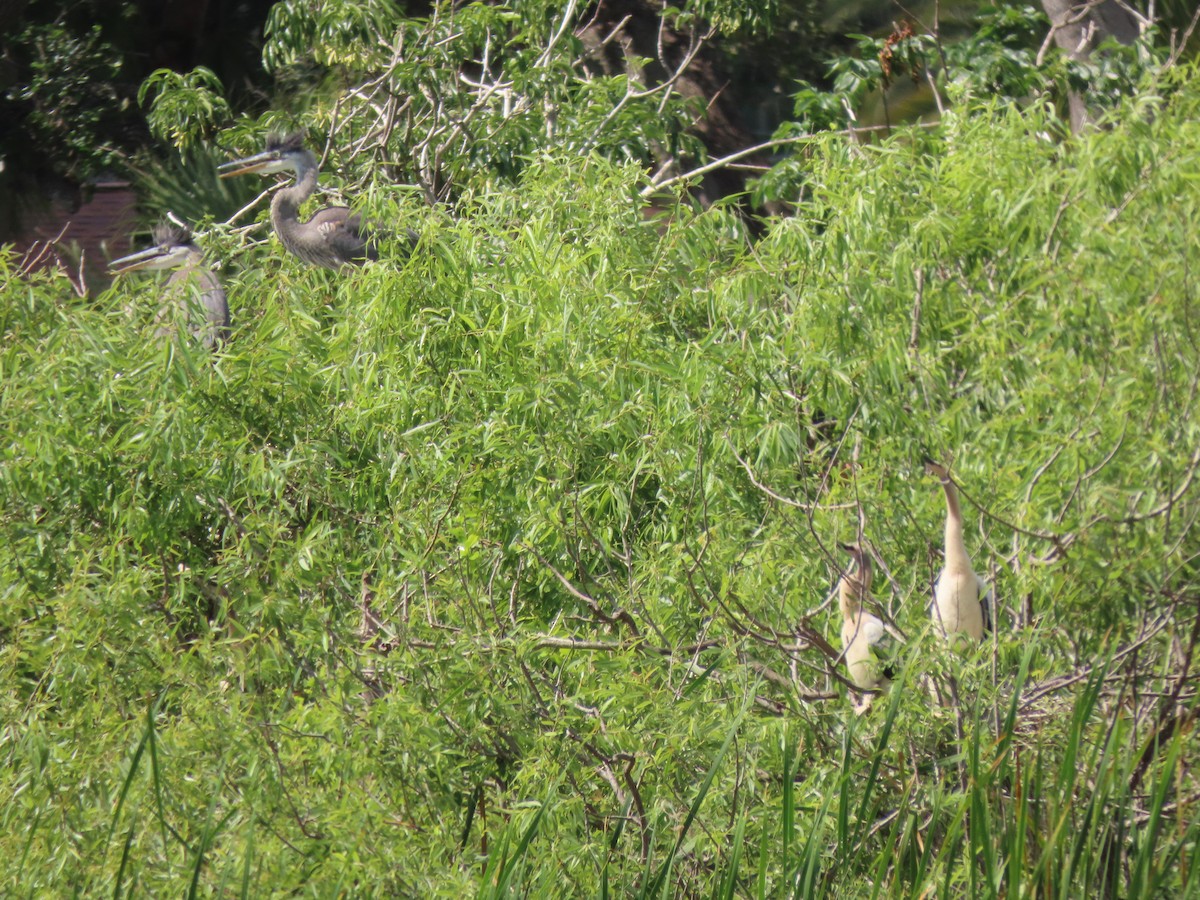 Great Blue Heron - ML554813901