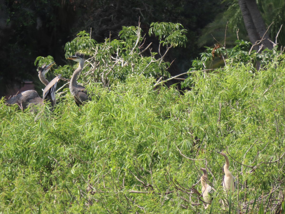 Great Blue Heron - ML554813911