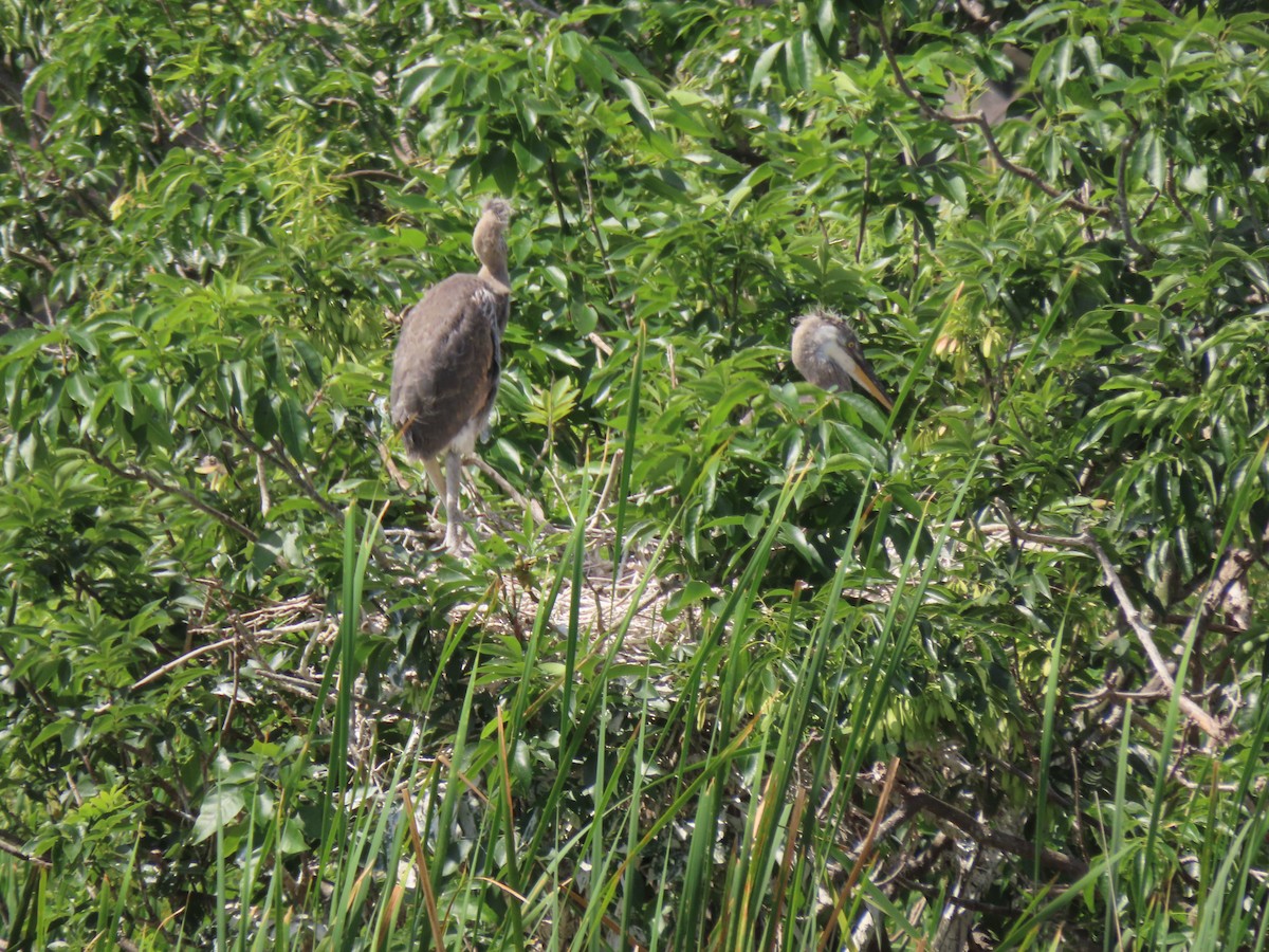 Great Blue Heron - ML554813921