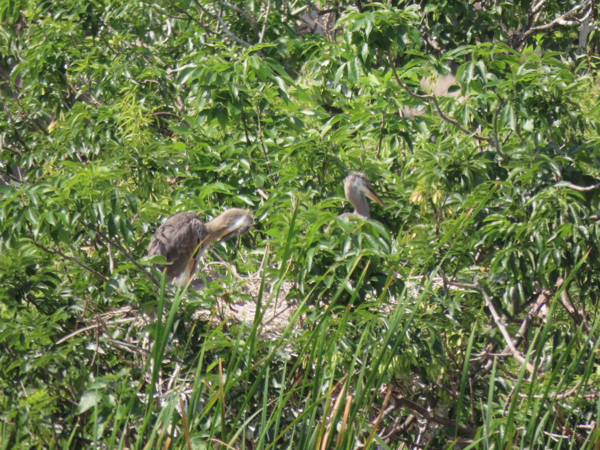 Great Blue Heron - ML554813931