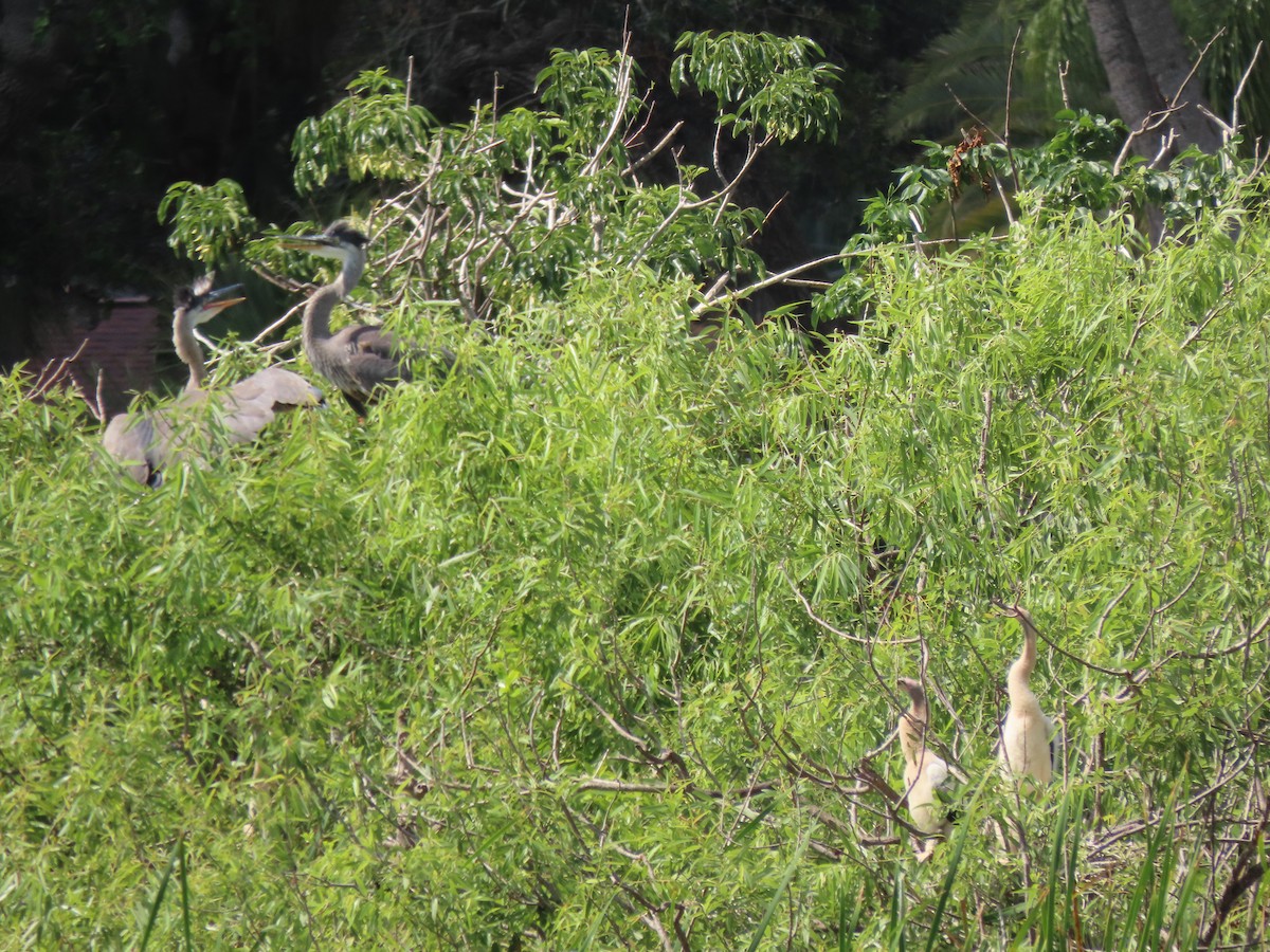 Great Blue Heron - ML554813951