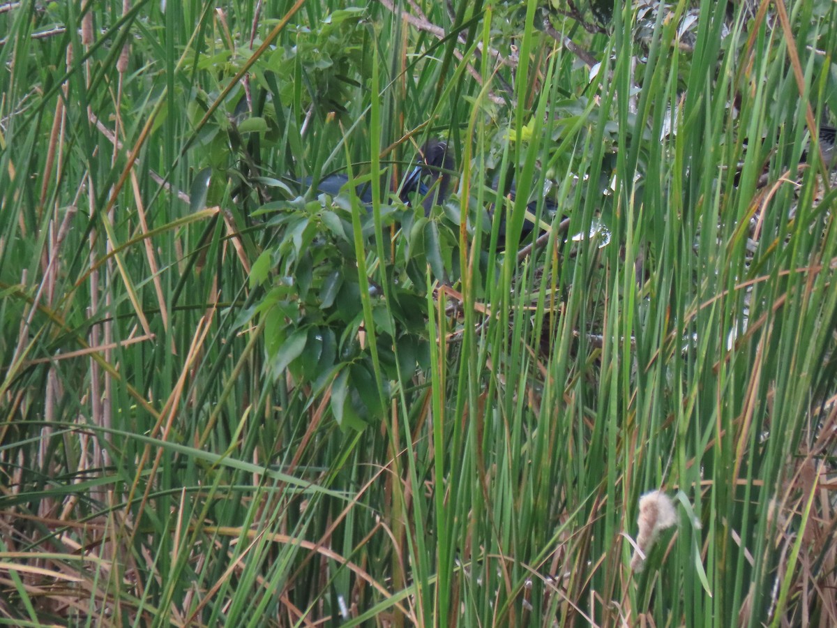 Little Blue Heron - ML554814081