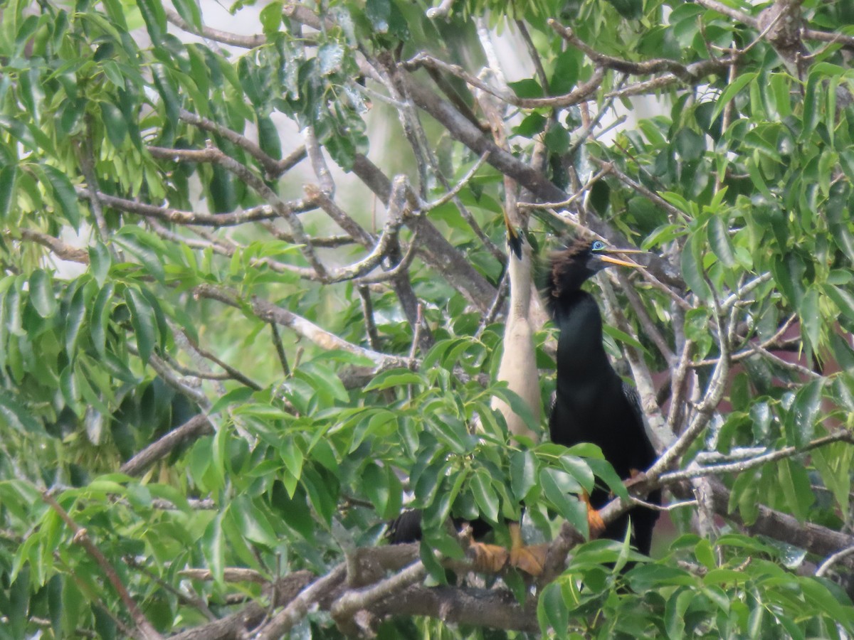 Anhinga - ML554814221
