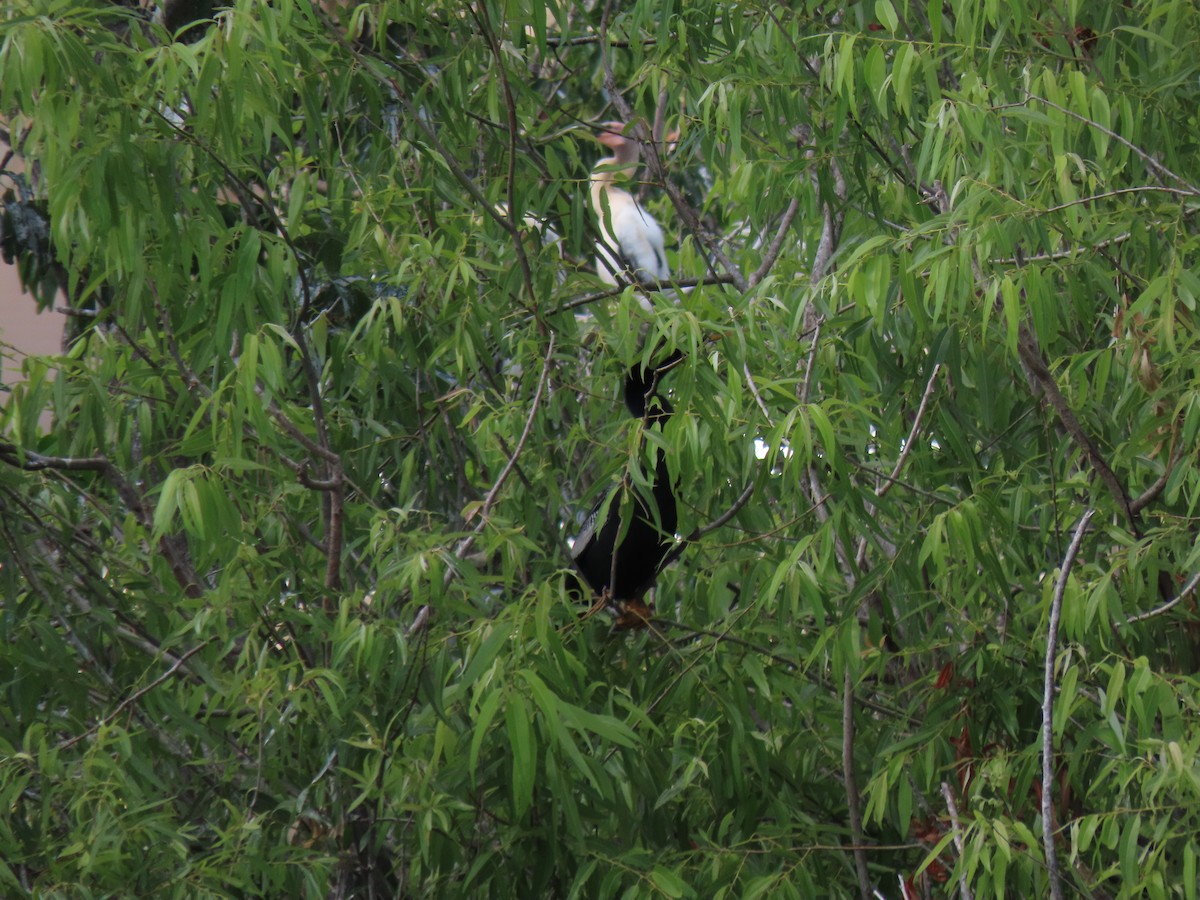 Anhinga - ML554814231