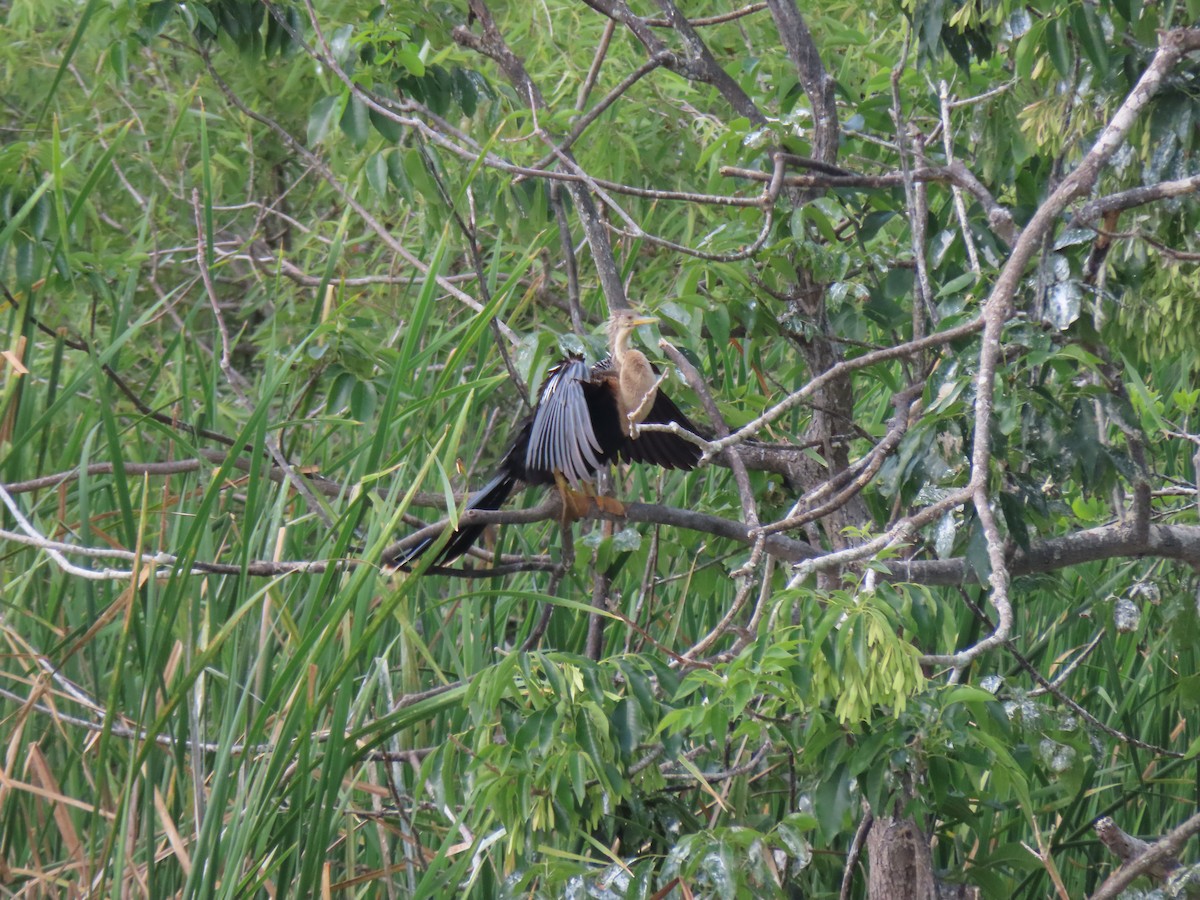 Anhinga - ML554814241