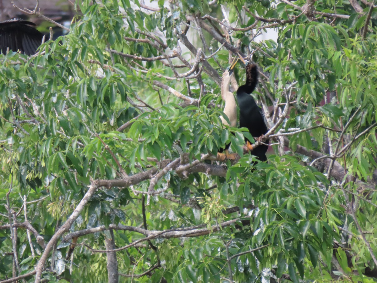 Anhinga - ML554814251