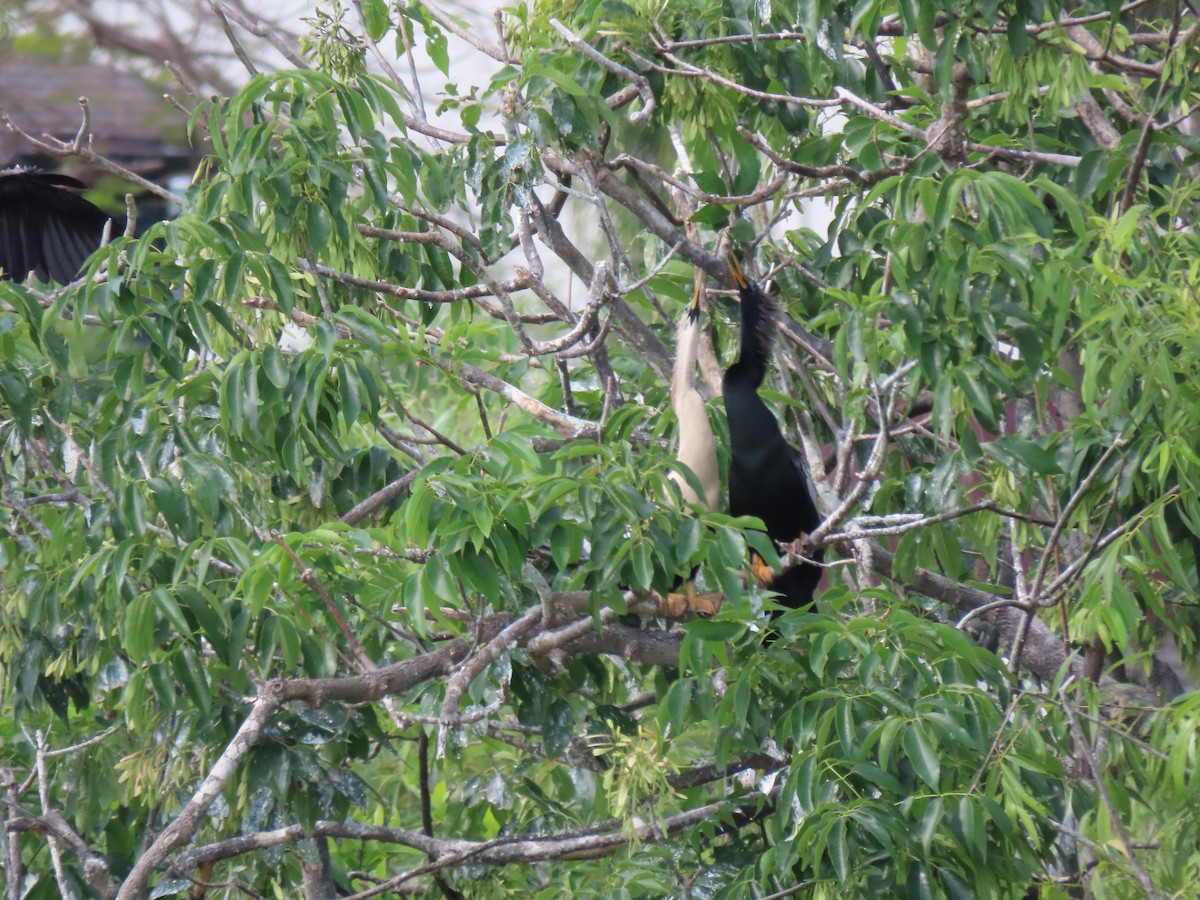 Anhinga - ML554814261