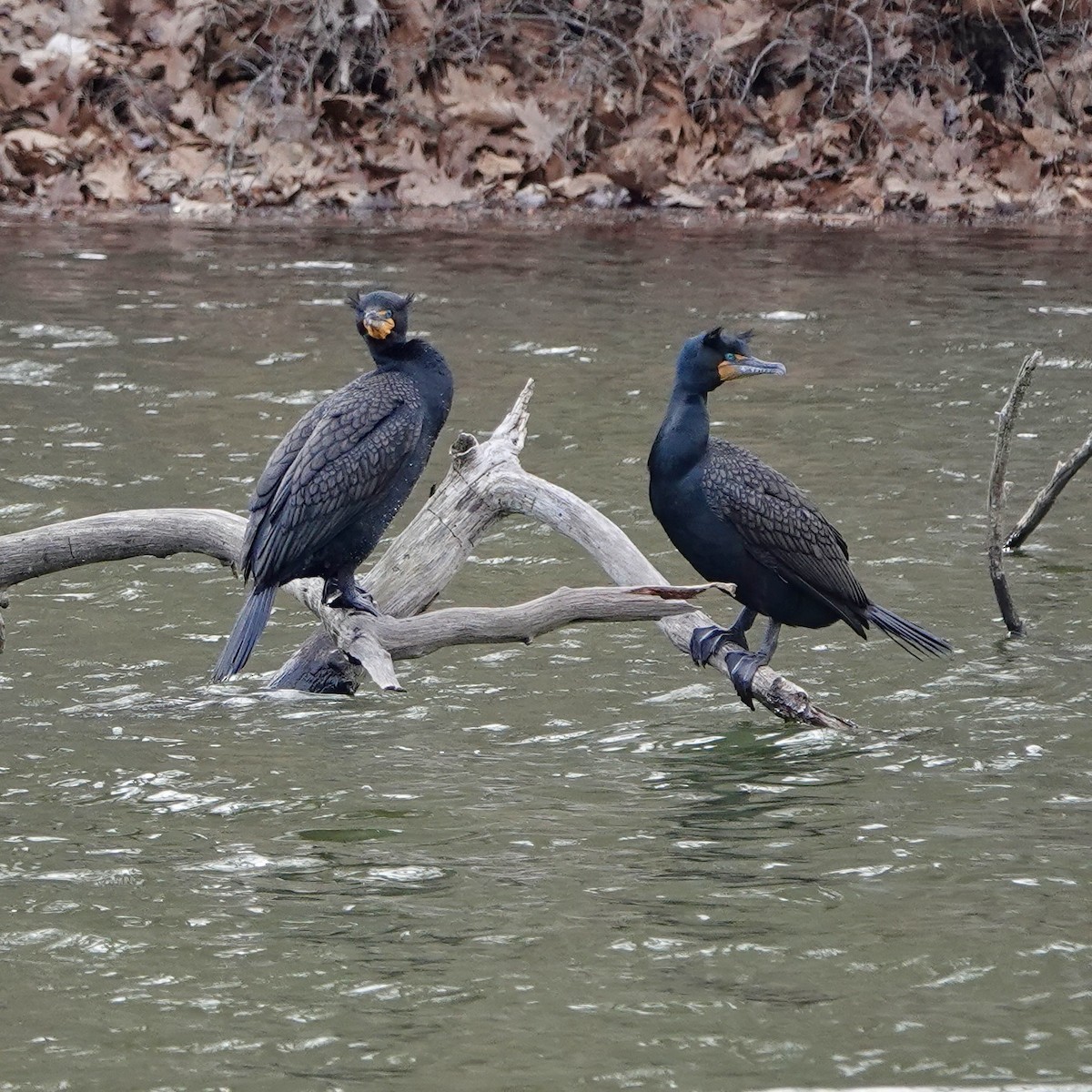 Cormoran à aigrettes - ML554814561