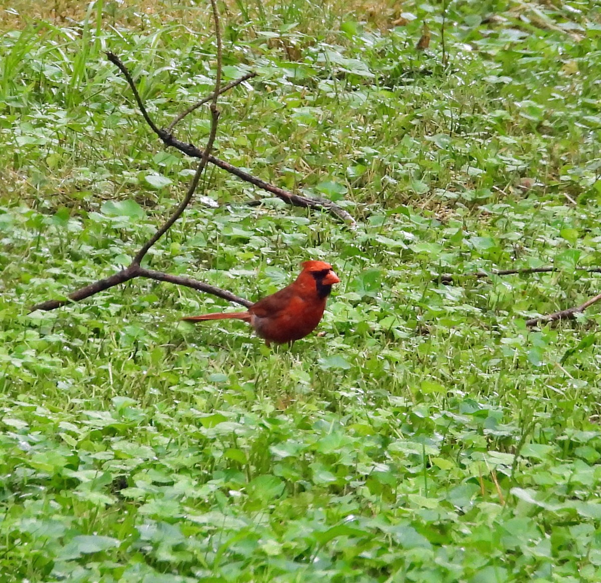 Northern Cardinal - ML554815141