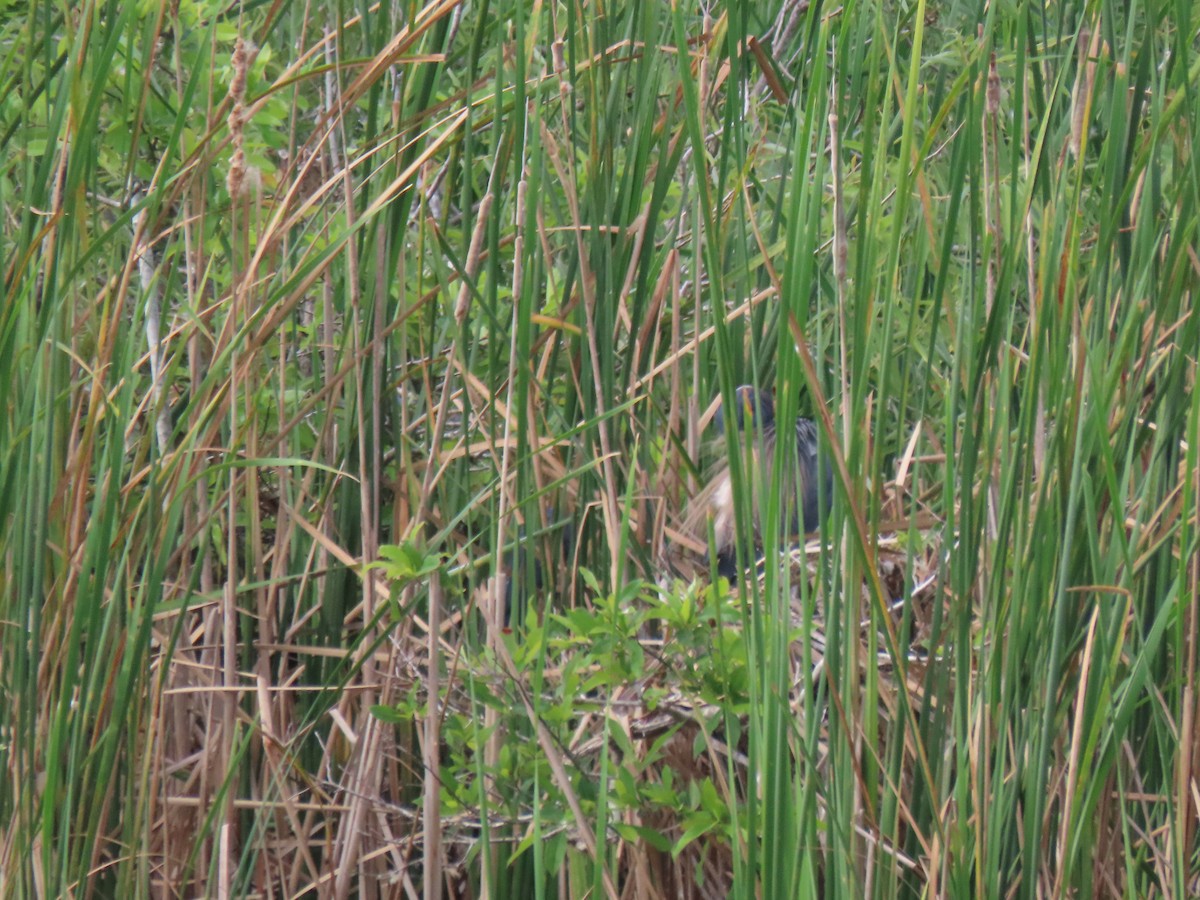 Tricolored Heron - ML554815331