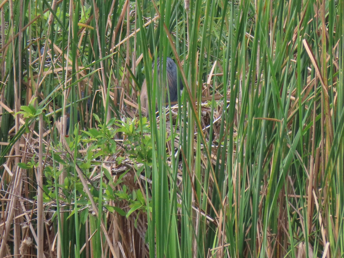 Tricolored Heron - ML554815341