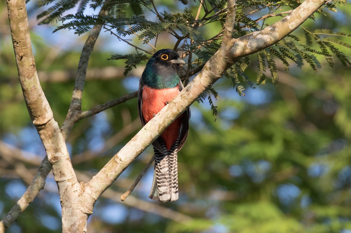 trogon modrotemenný - ML554816641