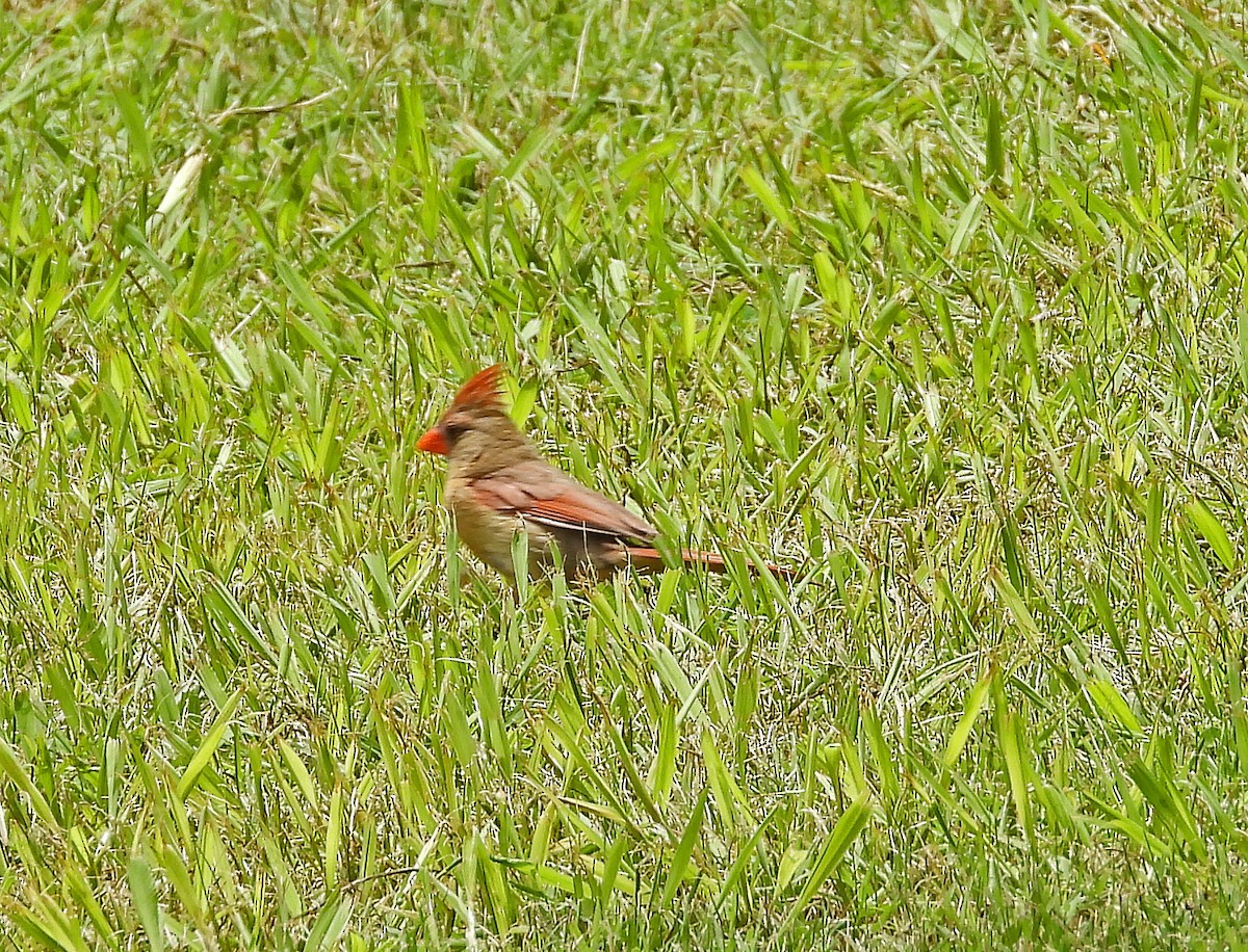 Northern Cardinal - ML554818381