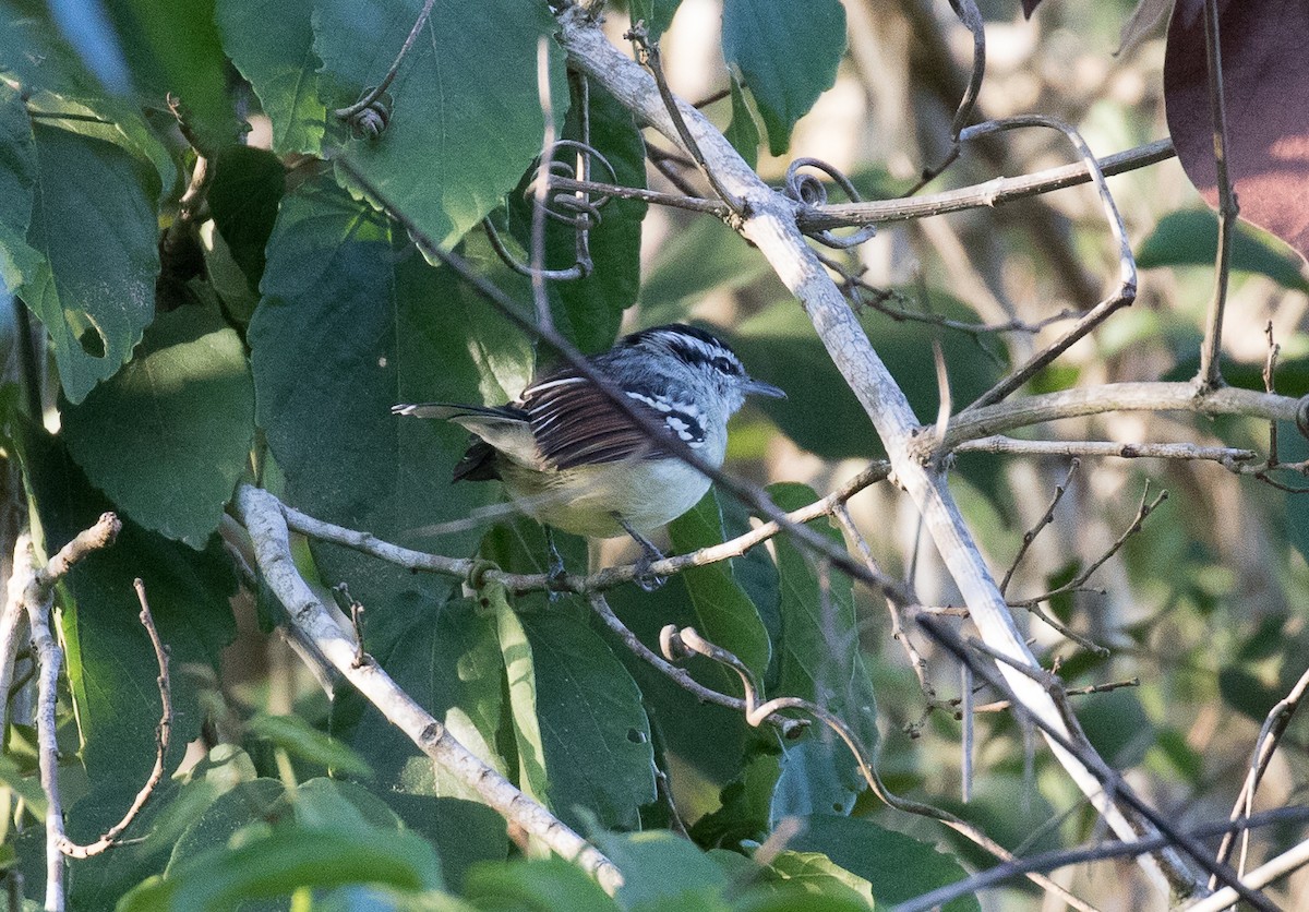 Rusty-winged Antwren - ML554818751