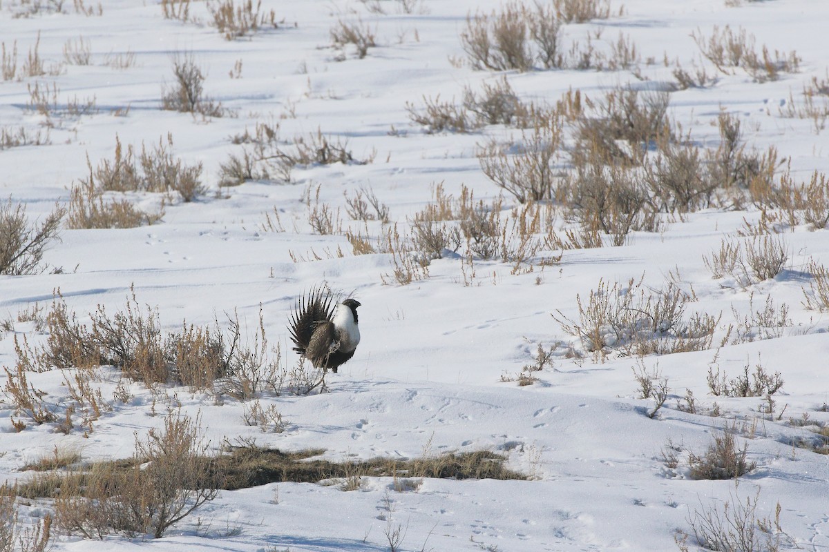 Greater Sage-Grouse - ML554819351