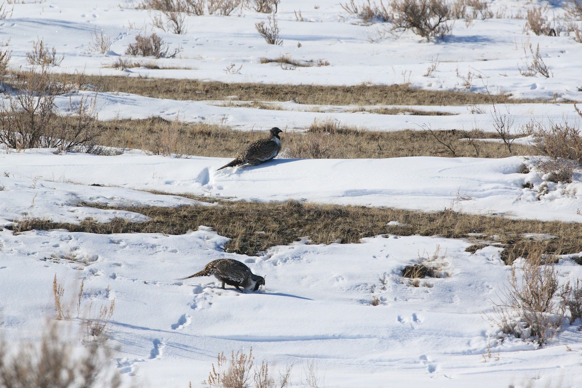 Greater Sage-Grouse - ML554819361