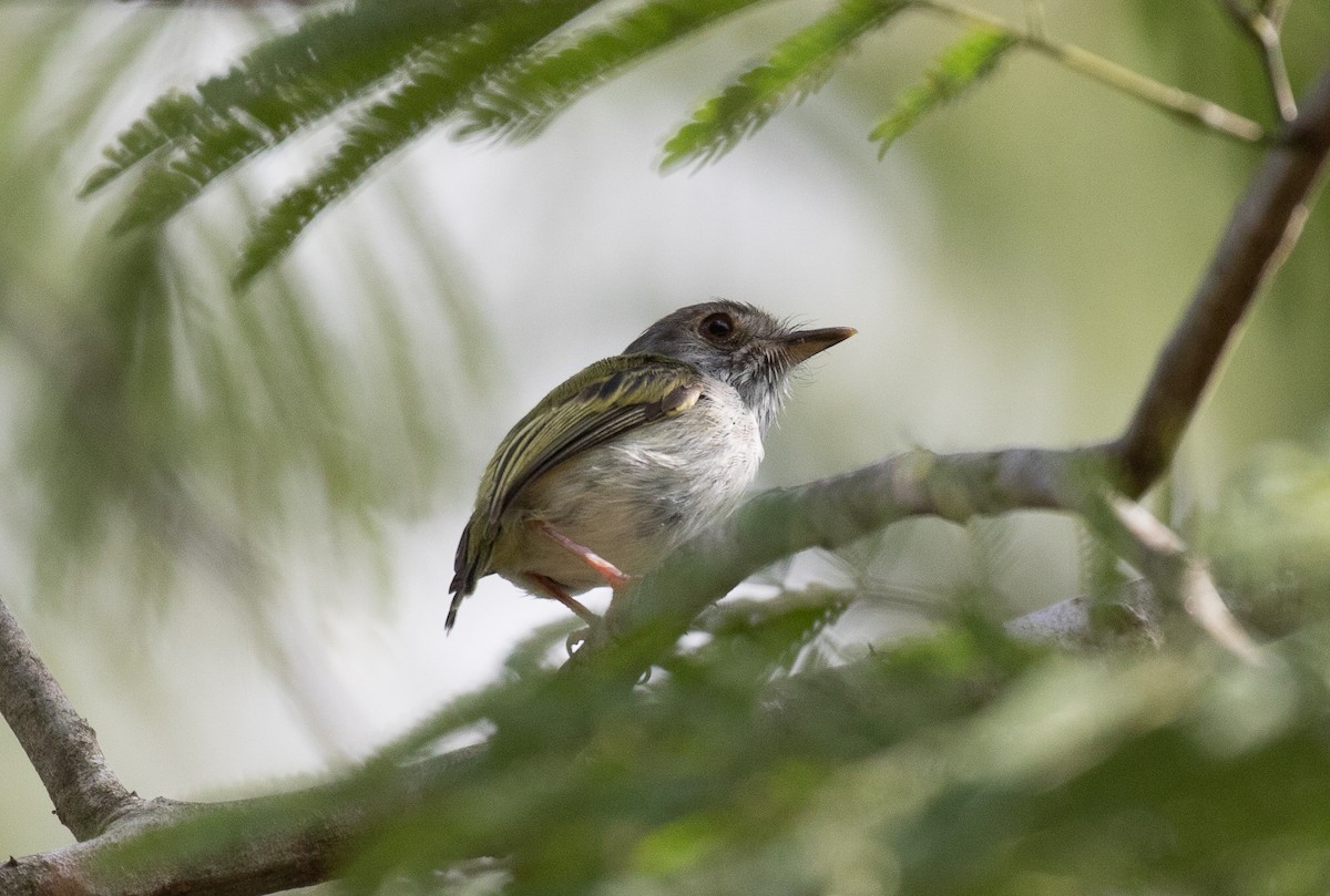 White-bellied Pygmy-Tyrant - ML554820951