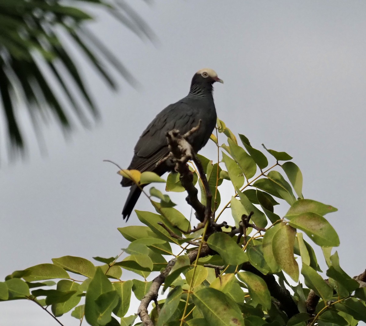 White-crowned Pigeon - ML554822501