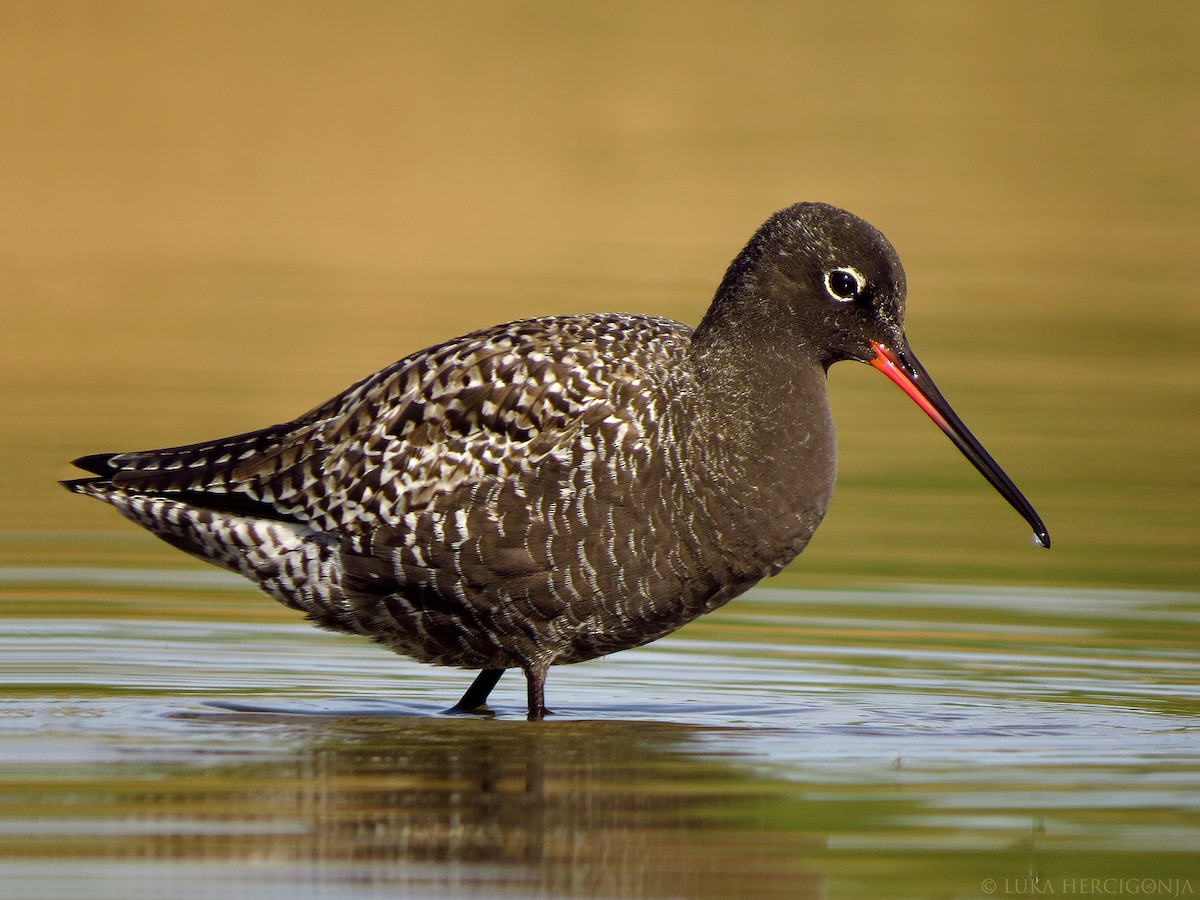 Spotted Redshank - Luka Hercigonja