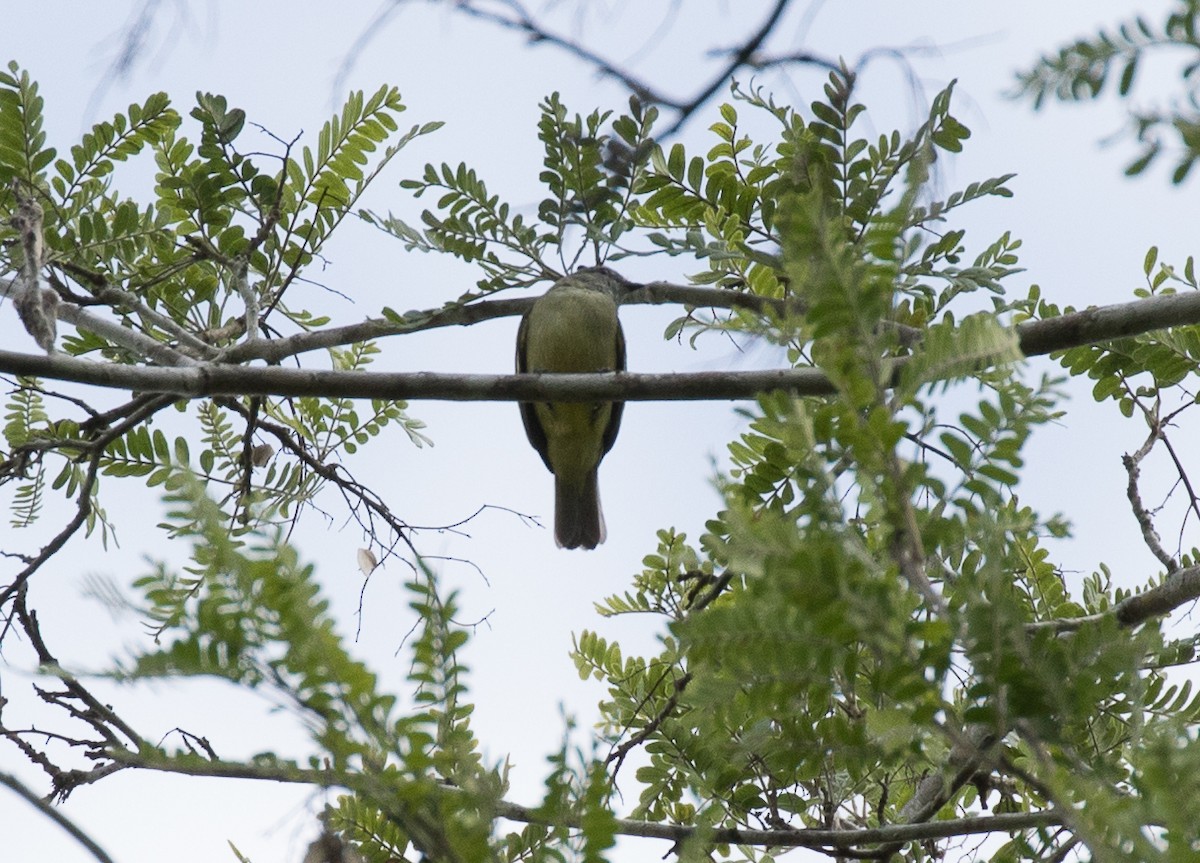 Sooty-headed Tyrannulet - ML554823641