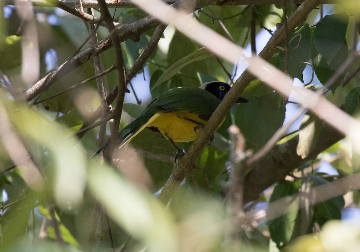 Green Jay (Inca) - ML554823911