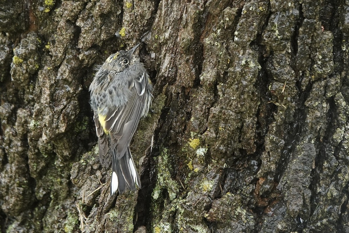 Yellow-rumped Warbler (Myrtle) - ML554824561