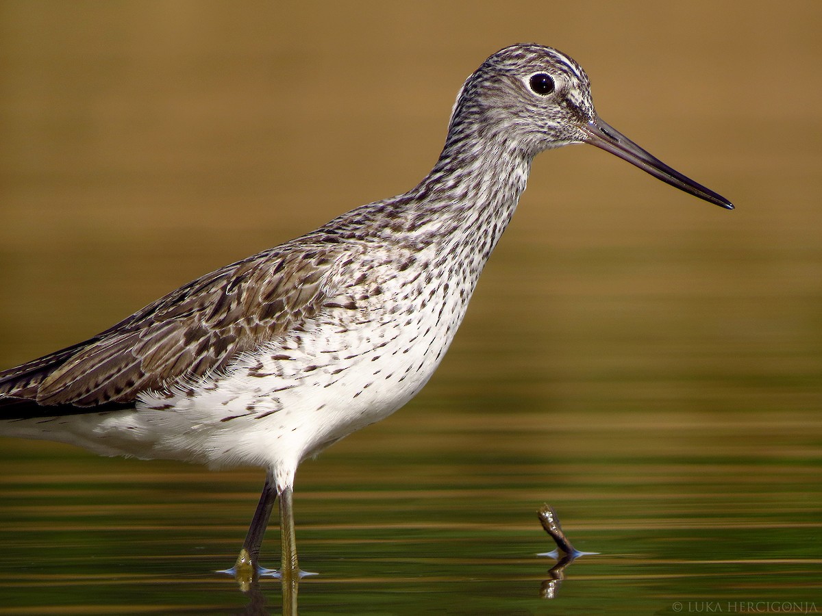 Common Greenshank - ML55482491