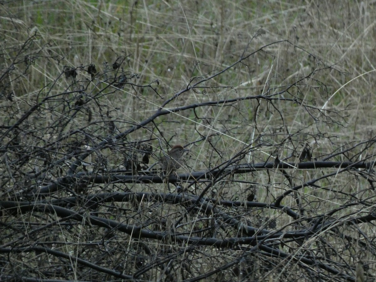 Rufous-crowned Sparrow - ML554825101