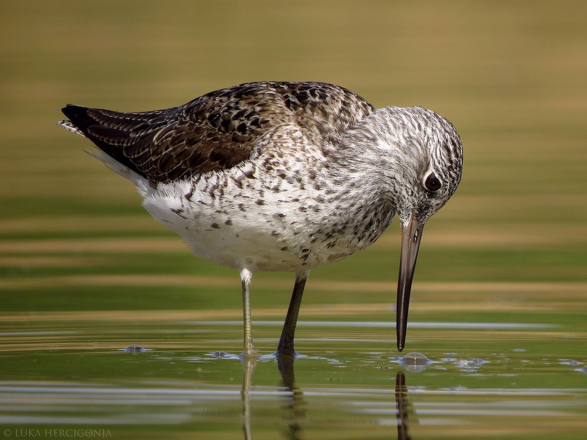 Common Greenshank - ML55482531