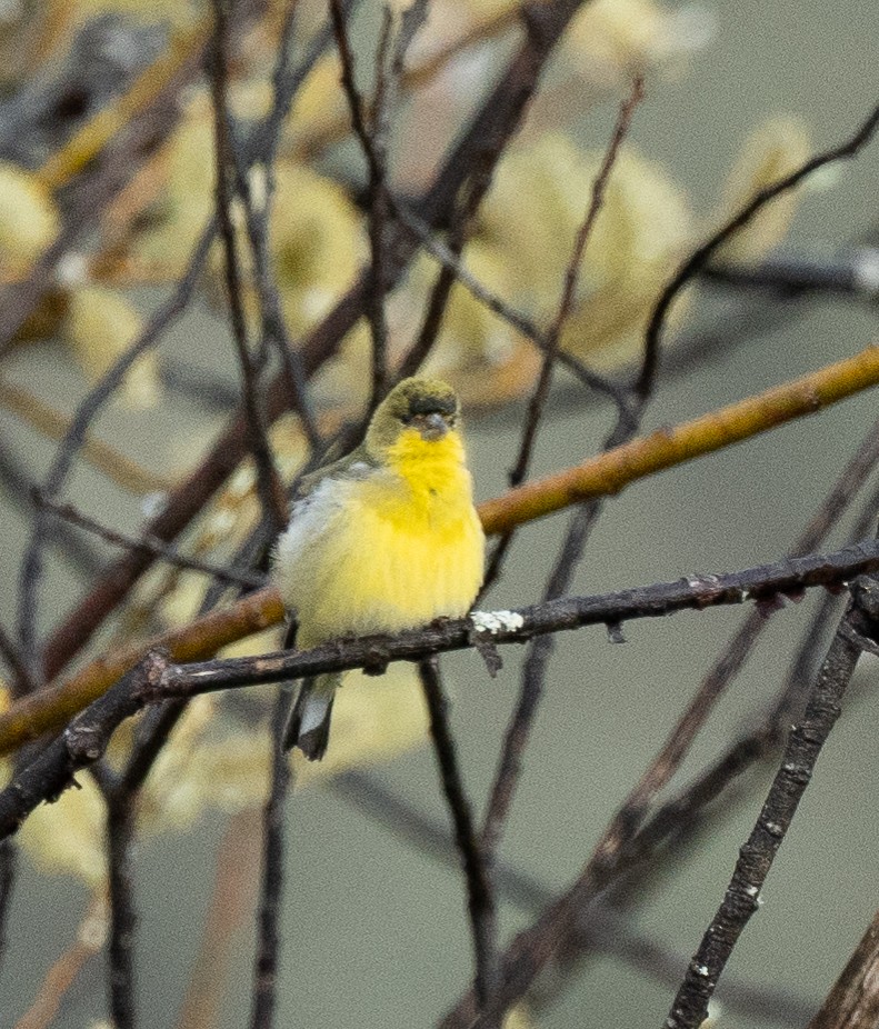 Lesser Goldfinch - ML554826431