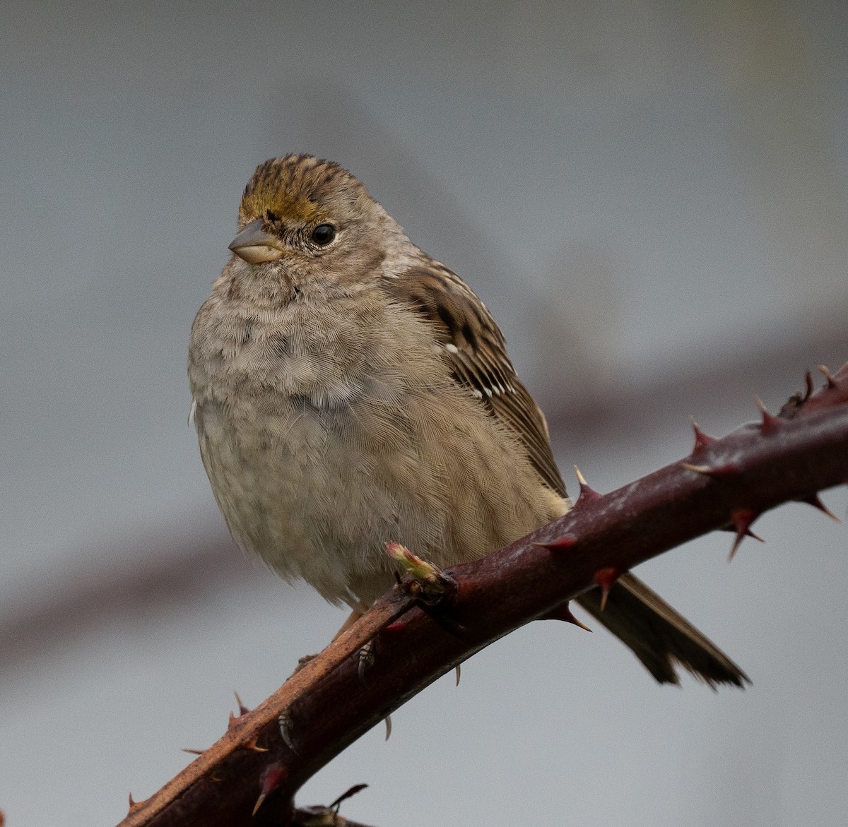 Golden-crowned Sparrow - ML554826691