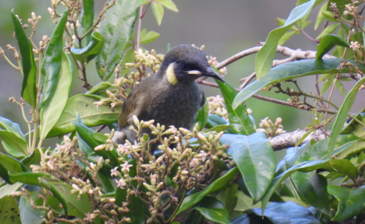 Lewin's Honeyeater - ML554828651