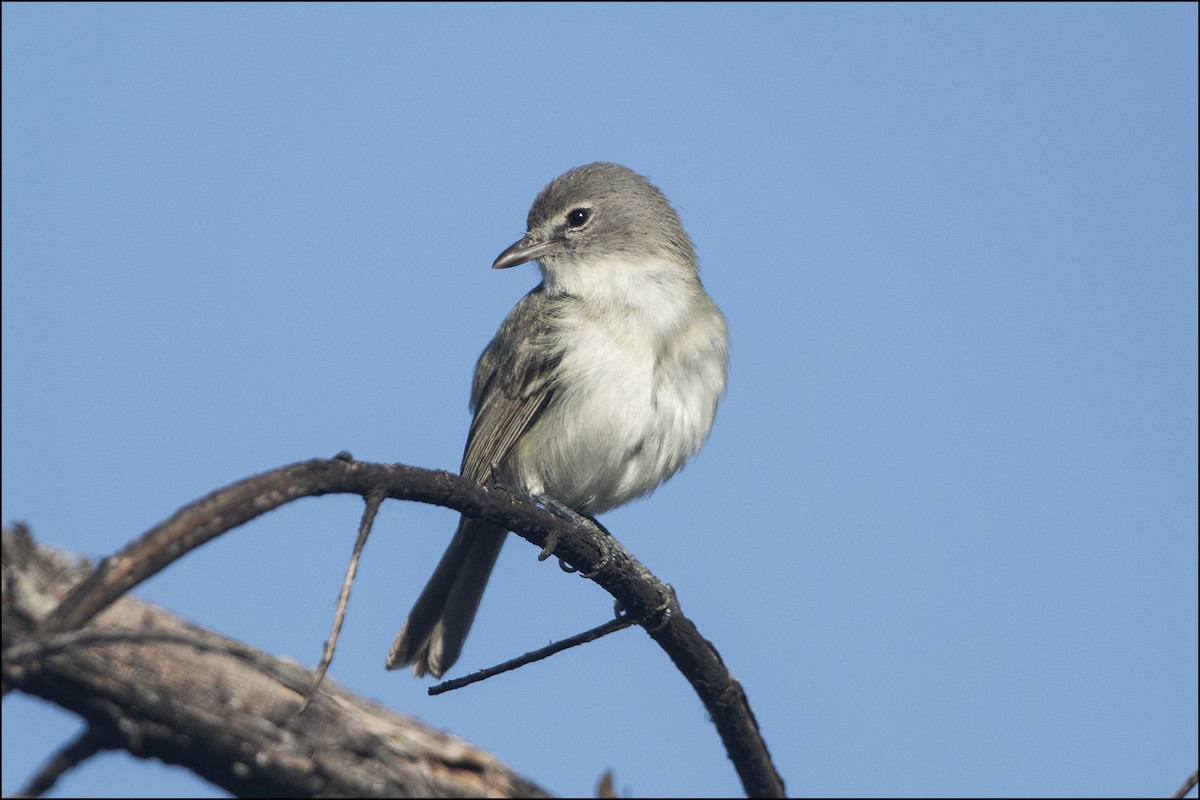 Bell's Vireo (Least) - ML55482931