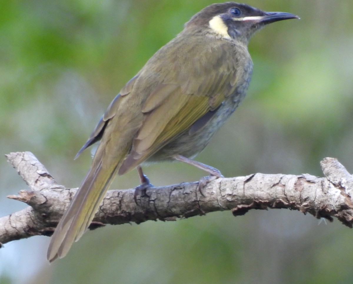 Lewin's Honeyeater - ML554829401