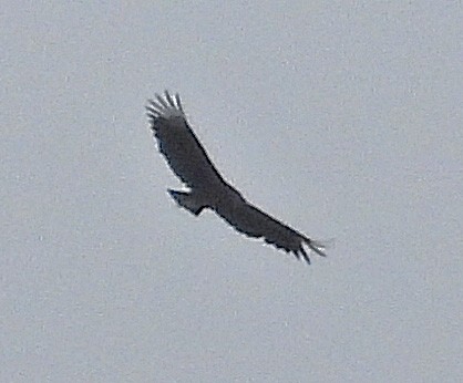 Black Vulture - ML554829831