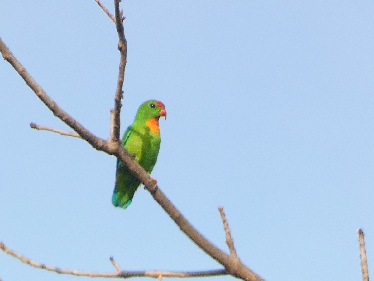 Philippine Hanging-Parrot - ML554830171