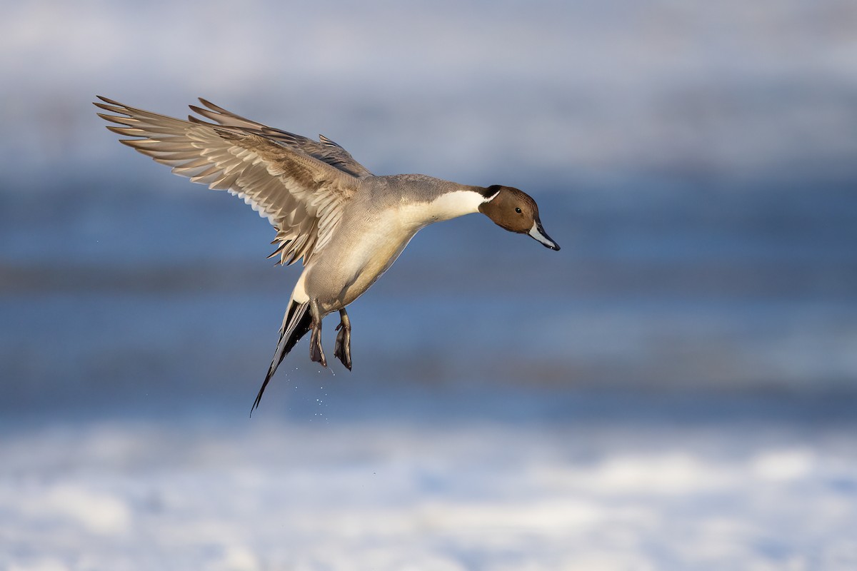 Northern Pintail - ML554830301