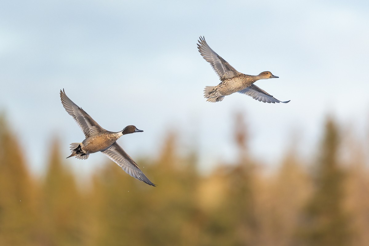 Northern Pintail - Jeff Dyck