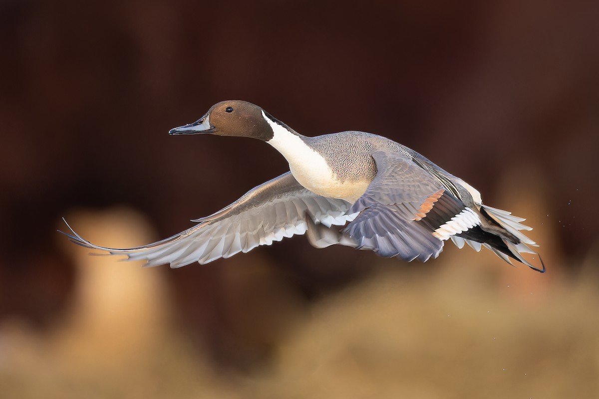 Northern Pintail - Jeff Dyck