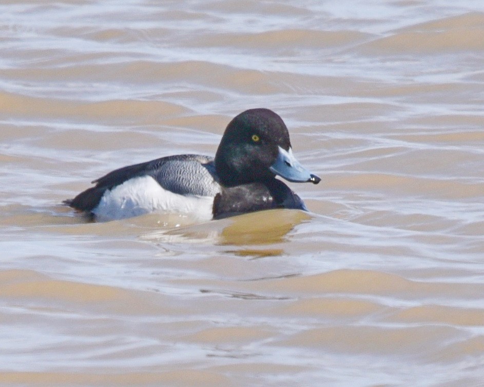 Greater Scaup - ML554830431