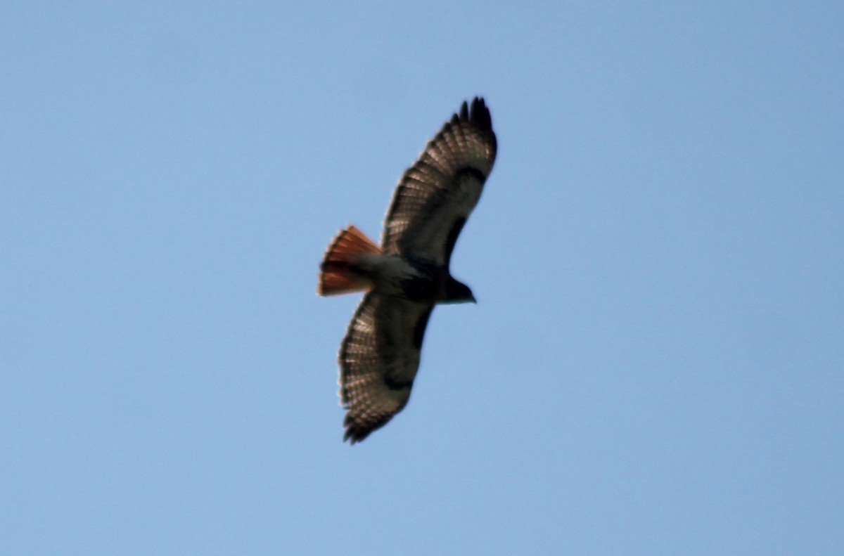 Red-tailed Hawk - Sorahabell Orduño