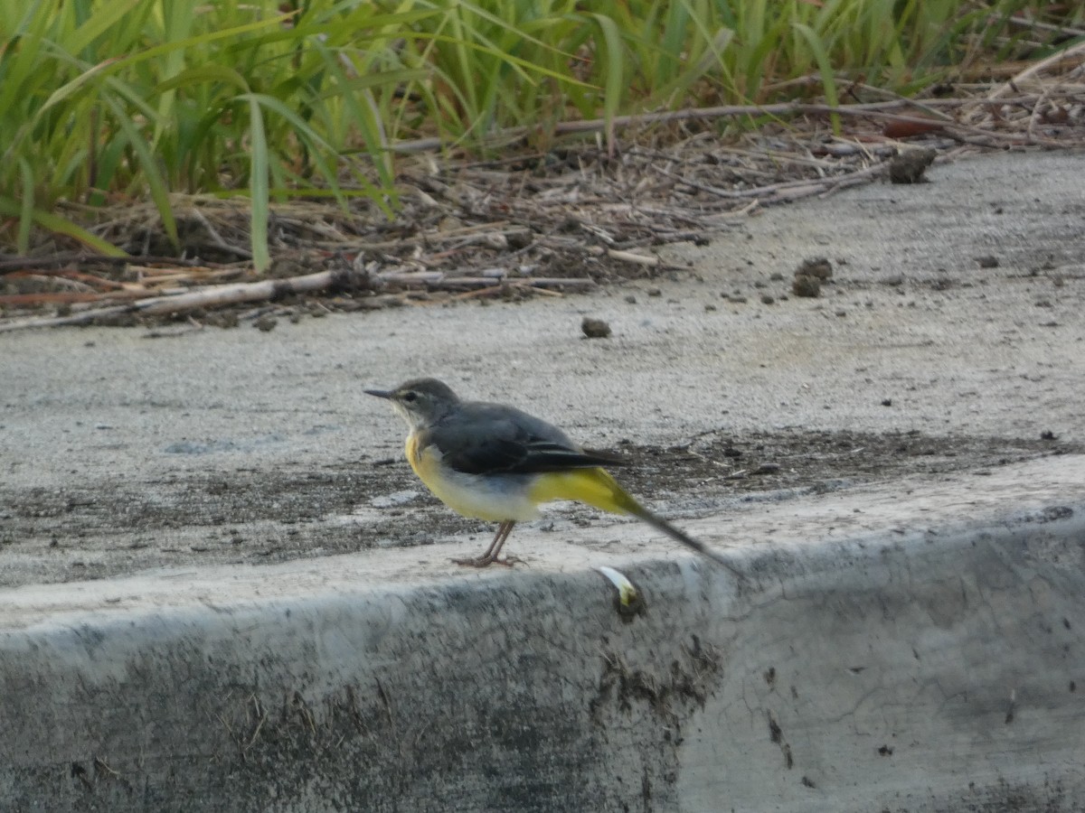 Gray Wagtail - Noah Riggins