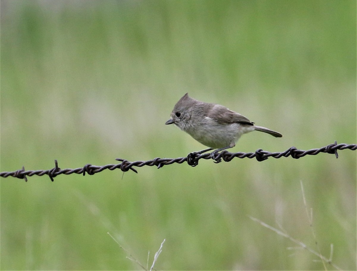 Oak Titmouse - Chris Conard