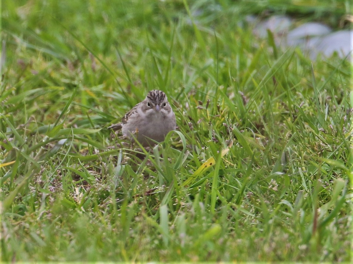 Brewer's Sparrow - Chris Conard