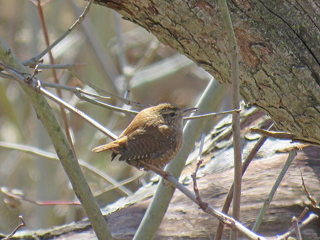 Winter Wren - ML554833461