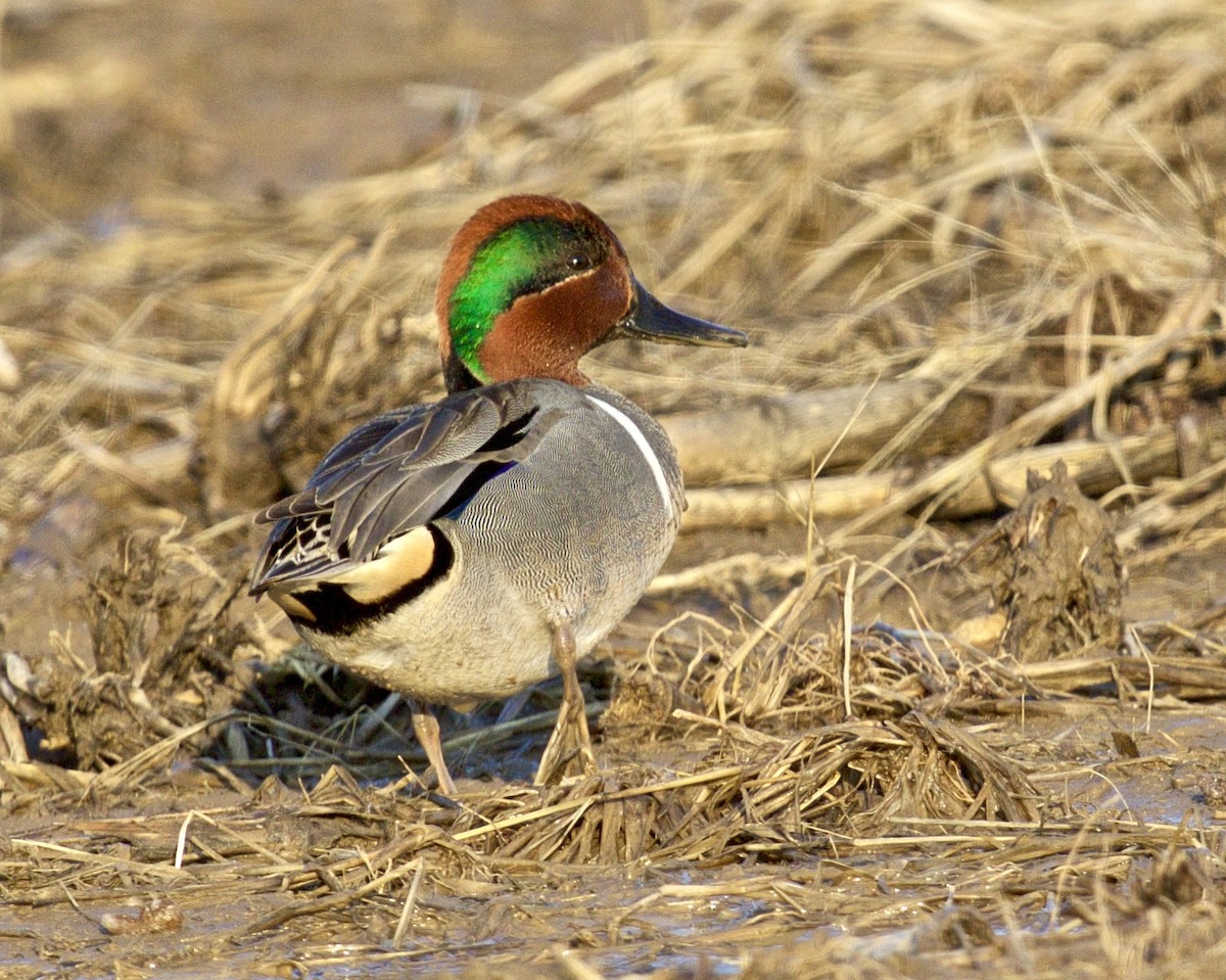 Green-winged Teal - ML554833661