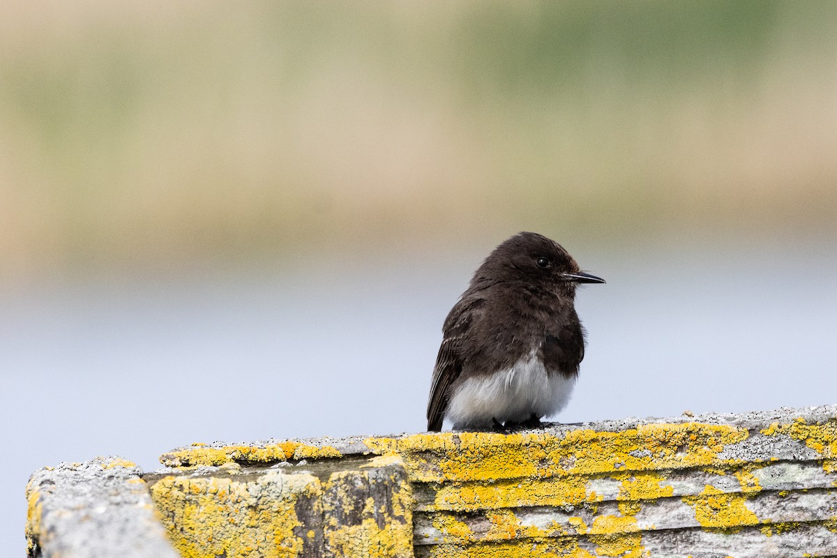 Black Phoebe - Pedram Navid