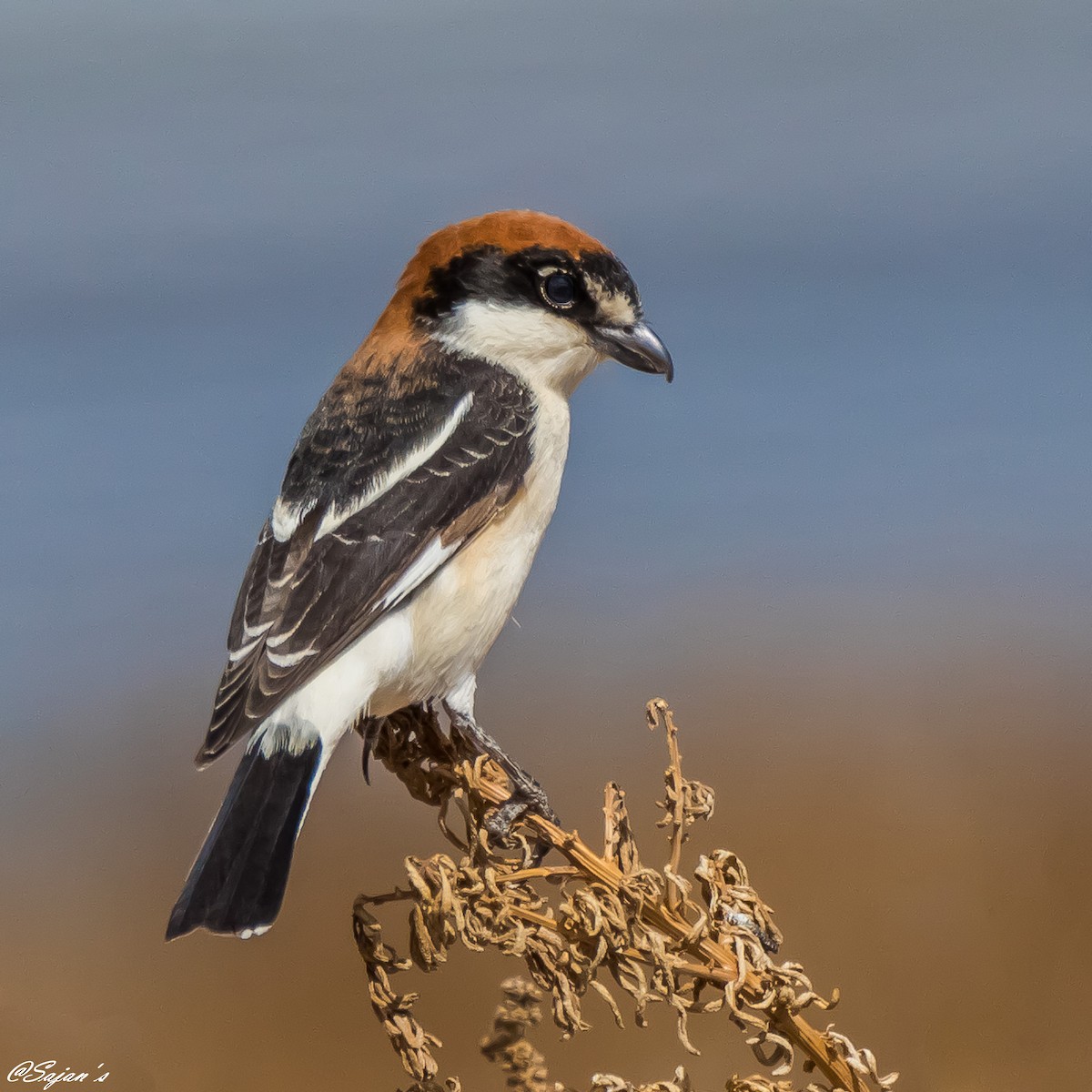 Woodchat Shrike - ML55483591