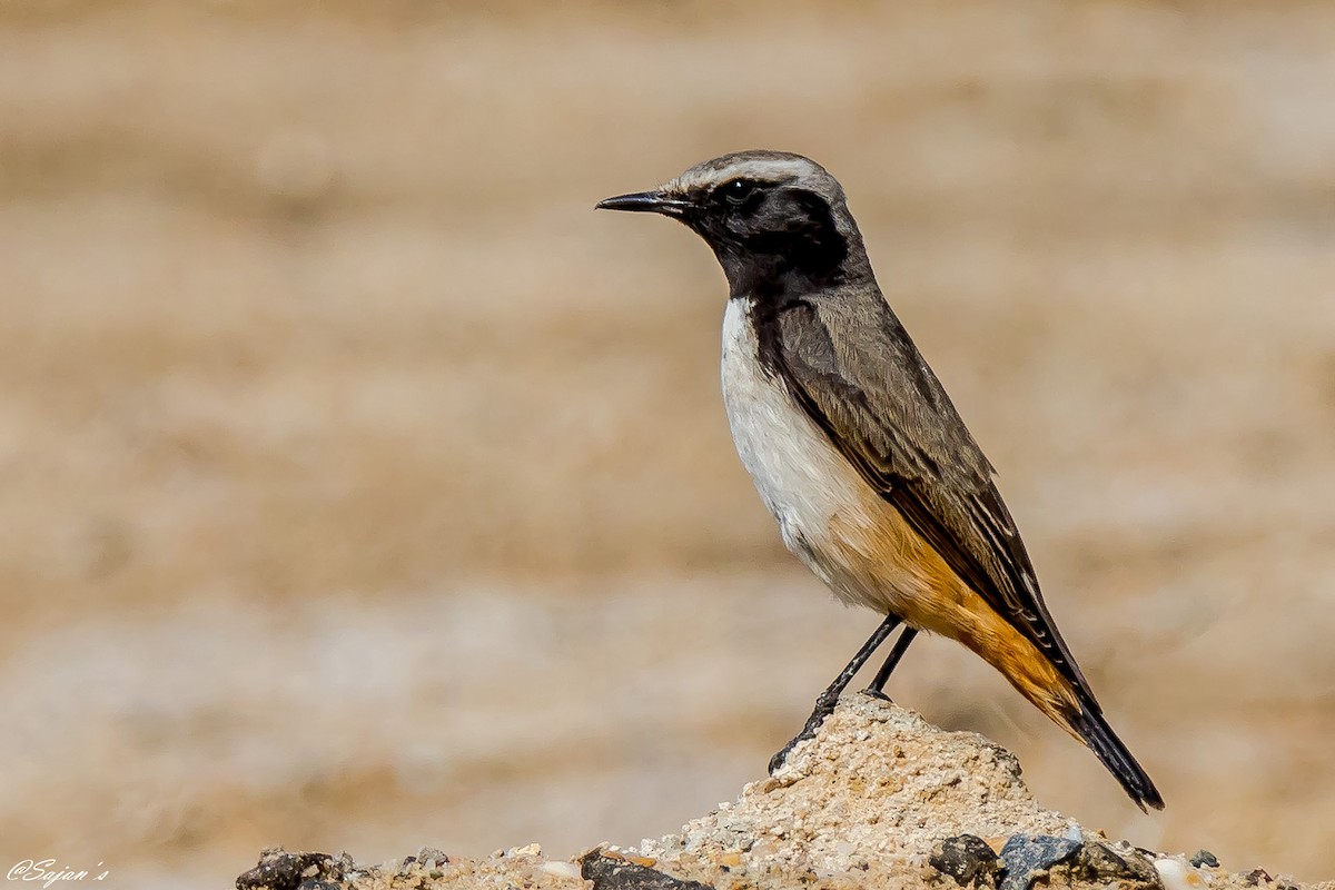 Kurdish Wheatear - Sajan Raju