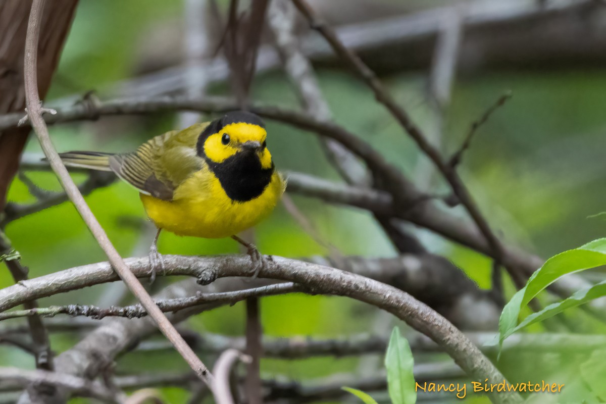 Hooded Warbler - ML554837541